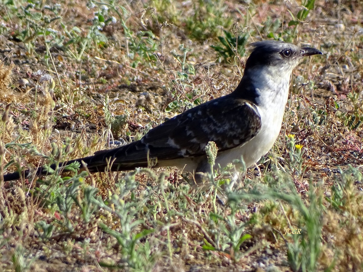 Great Spotted Cuckoo - ML243512861