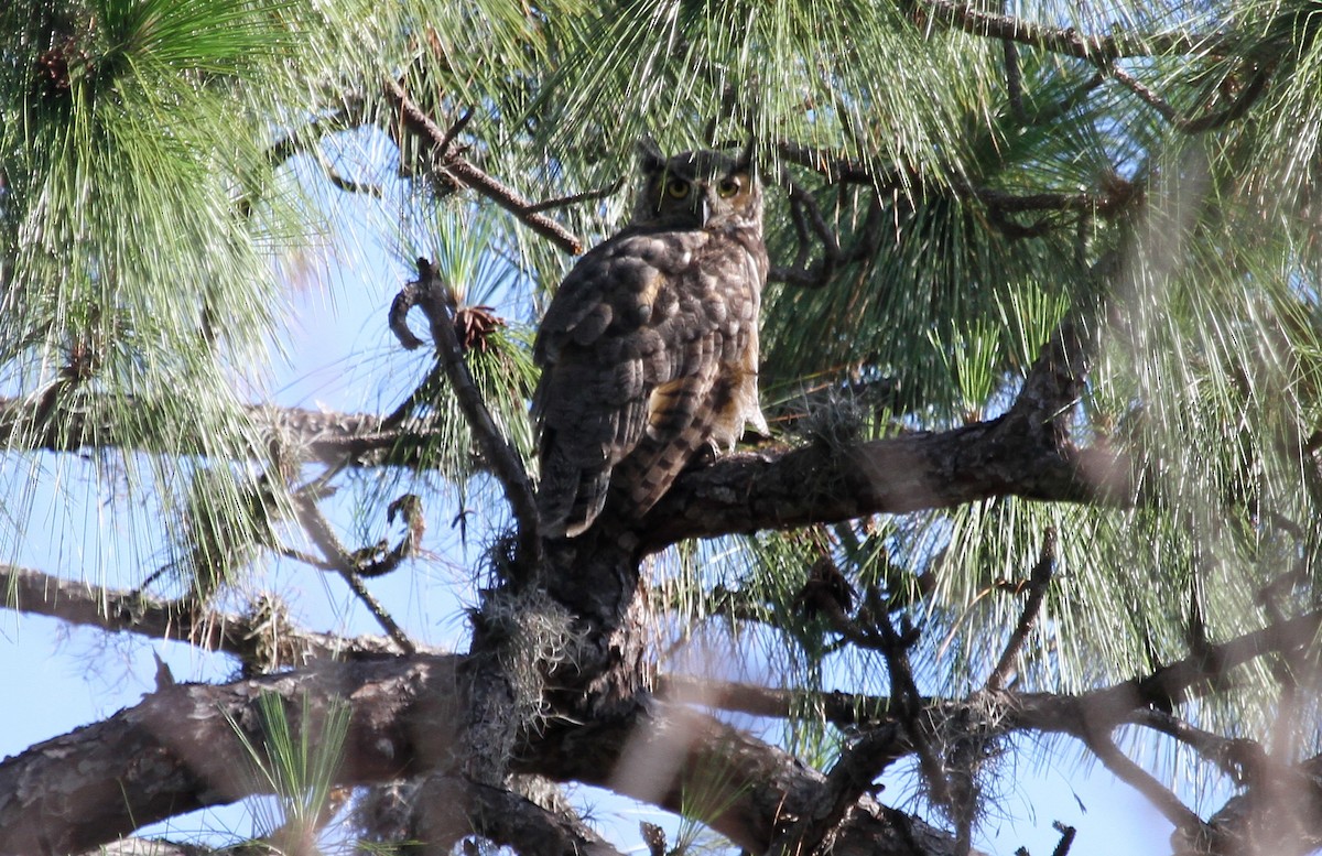 Great Horned Owl - Billie Knight