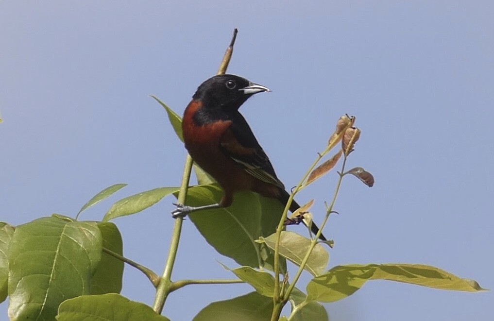 Orchard Oriole - ML243513501