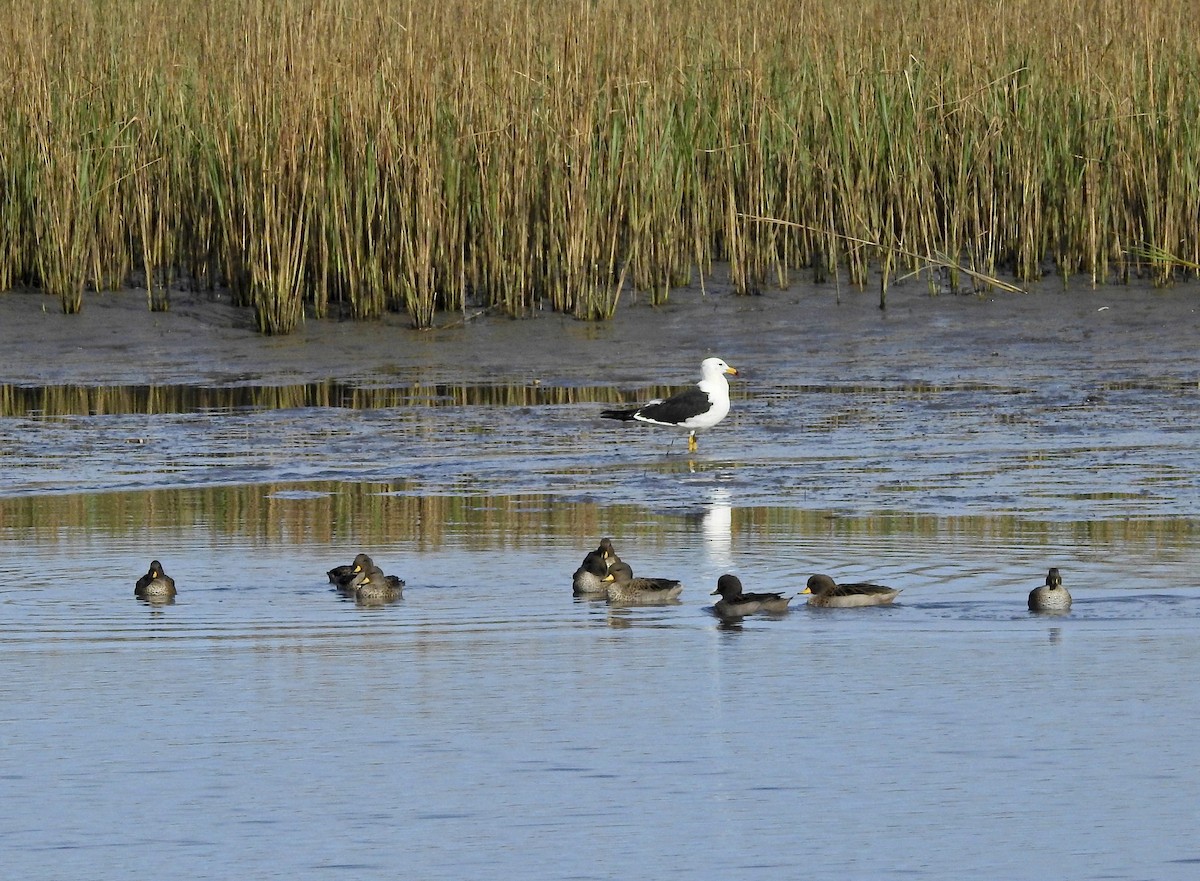 Yellow-billed Teal - ML243514951