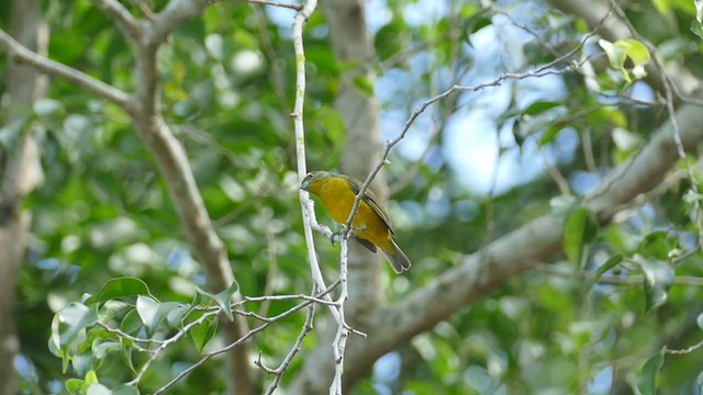 Velvet-fronted Euphonia - ML243515151