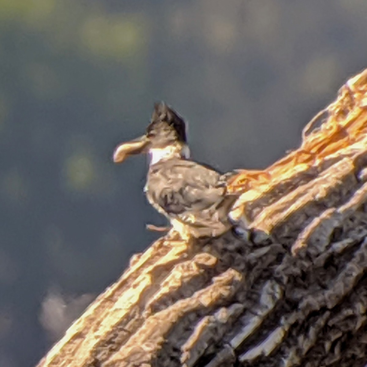 Belted Kingfisher - ML243515621