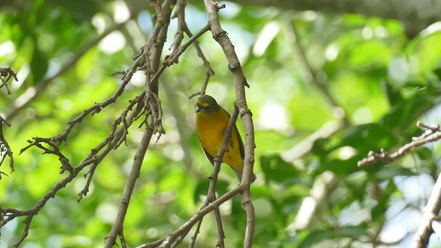 Velvet-fronted Euphonia - ML243515991