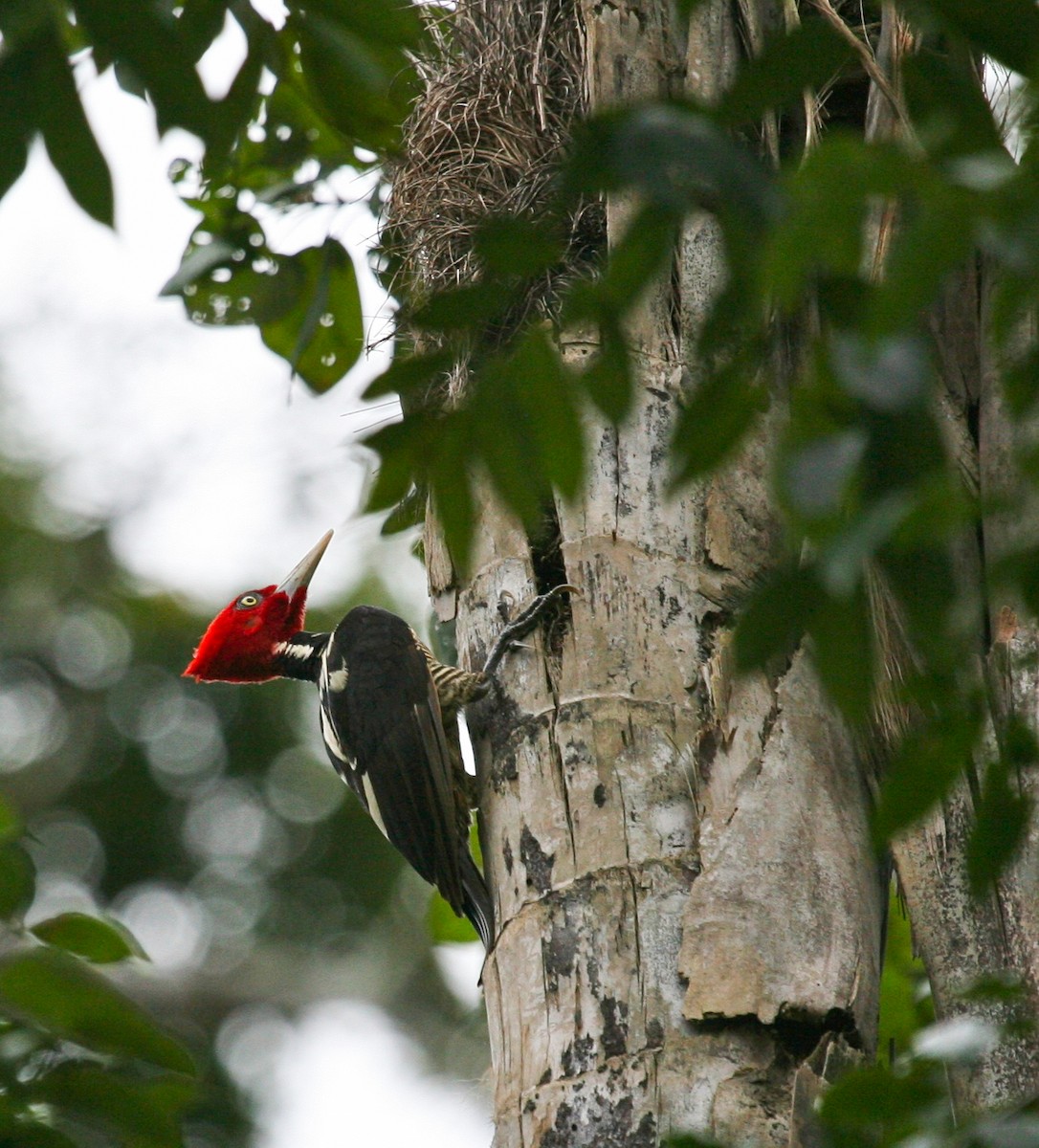 Pale-billed Woodpecker - Mitch Walters