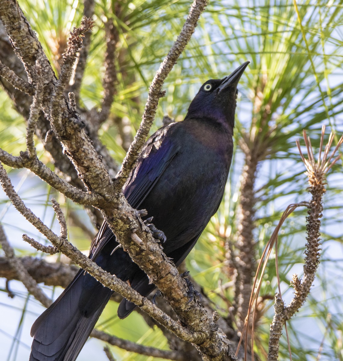 Common Grackle - Janet Loveland