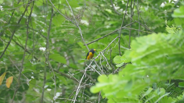 Velvet-fronted Euphonia - ML243518491
