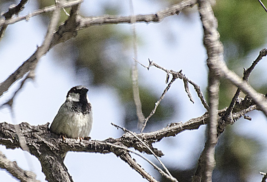 House Sparrow - ML243518801