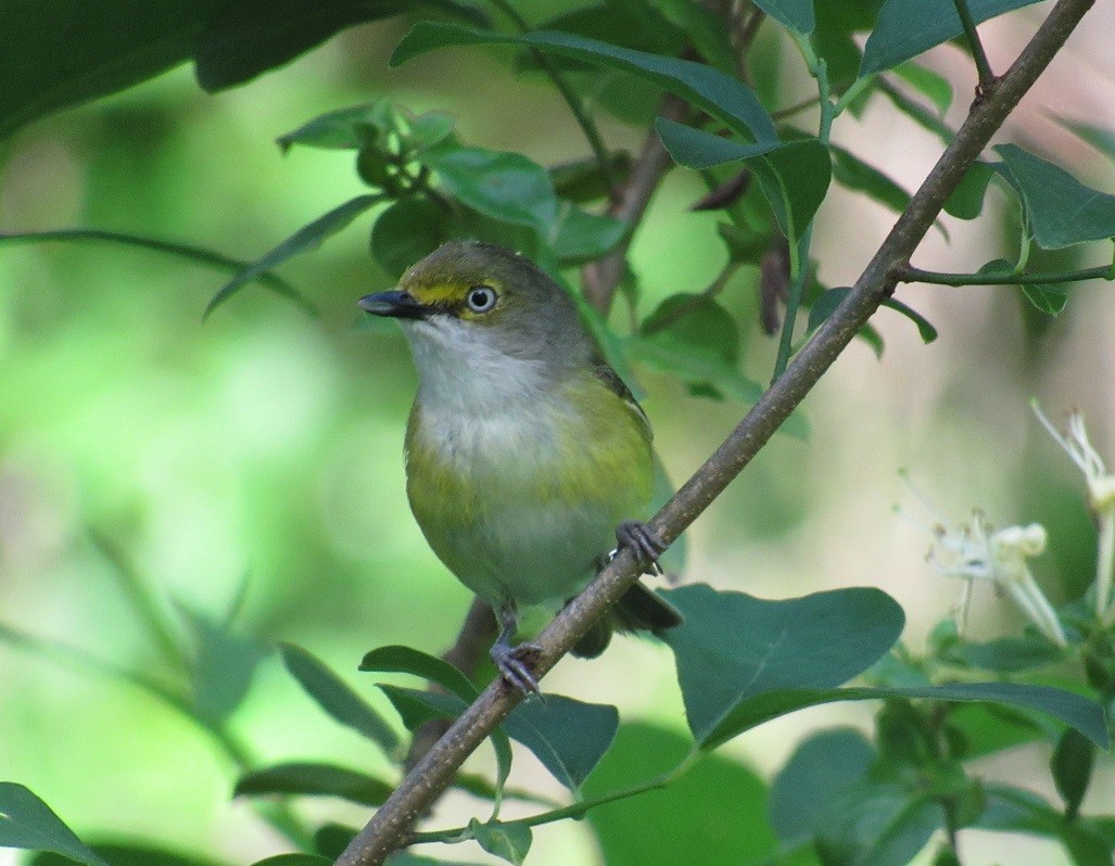 White-eyed Vireo - John Manger