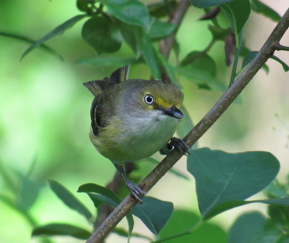 hvitøyevireo - ML243519531