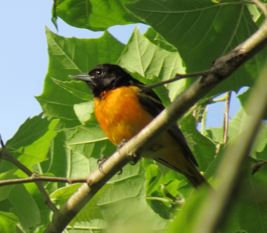 Oriole de Baltimore - ML243519611