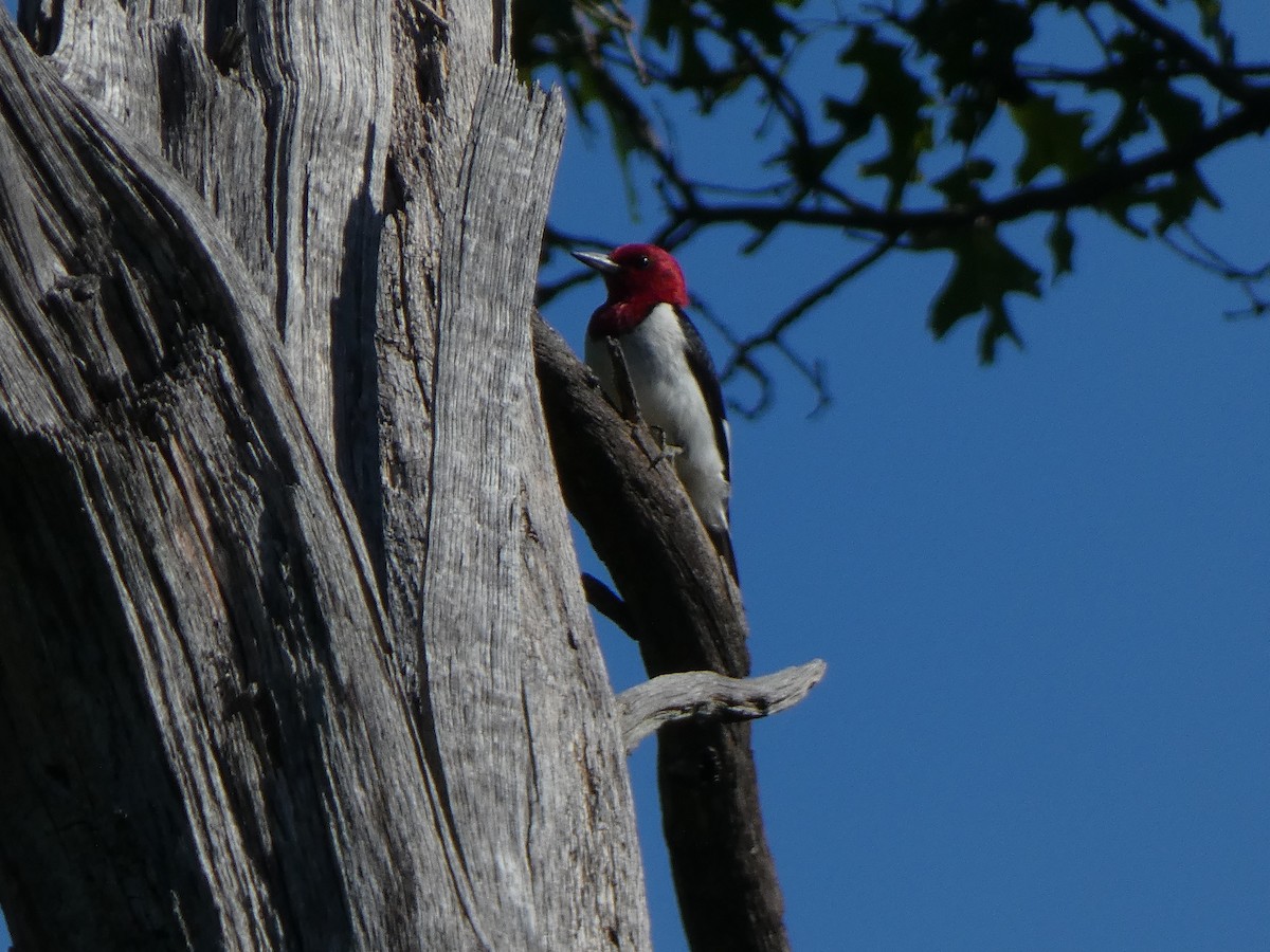 Red-headed Woodpecker - ML243519761