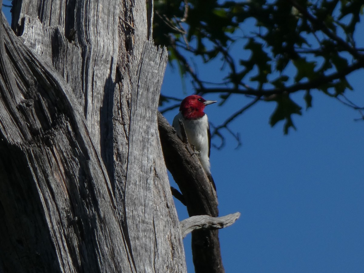 Red-headed Woodpecker - ML243519771