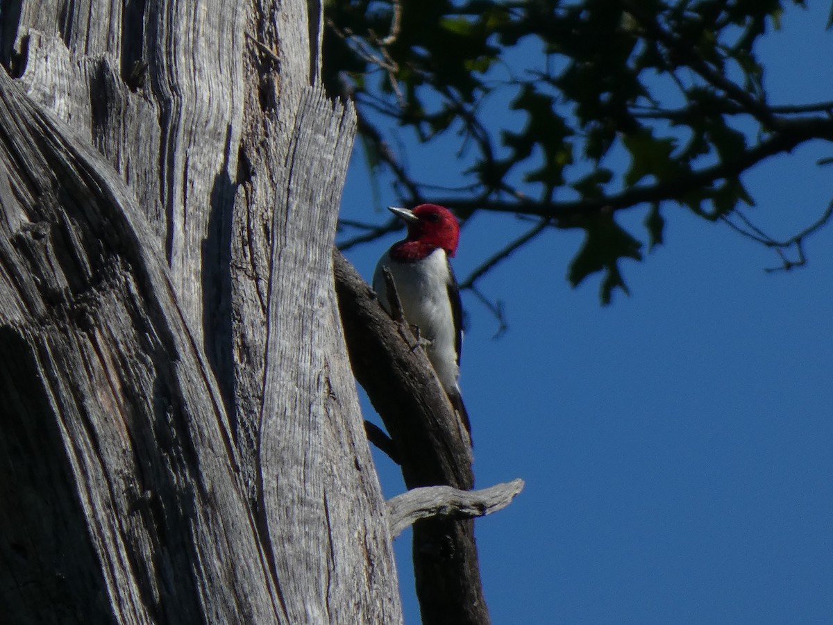 Red-headed Woodpecker - ML243519781