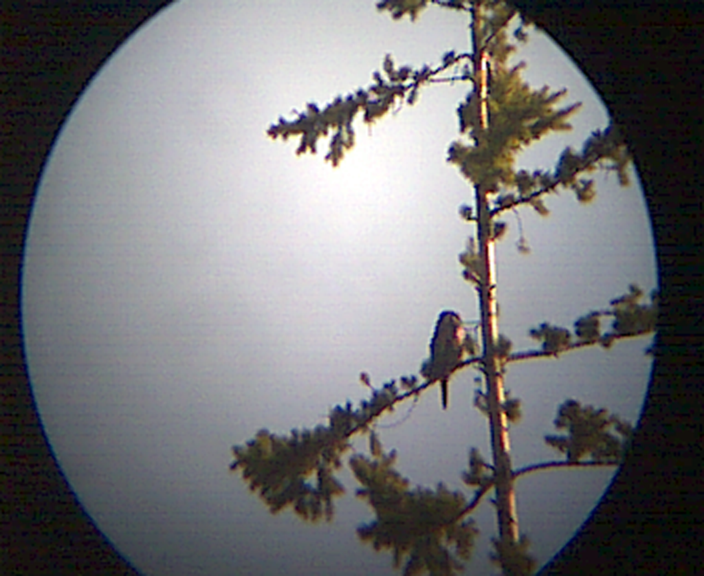 Northern Hawk Owl - ML243520441