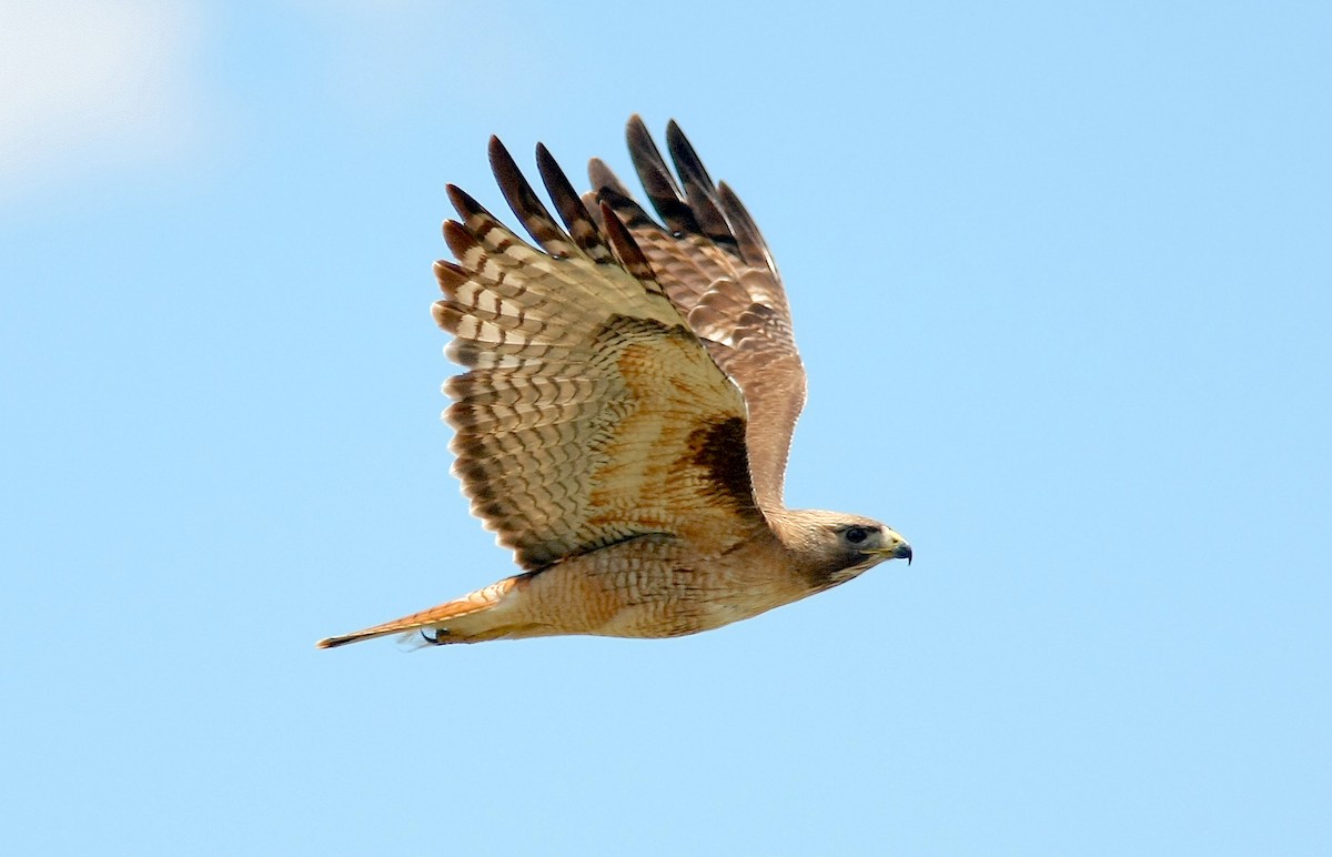 Red-tailed Hawk - Jerry Liguori