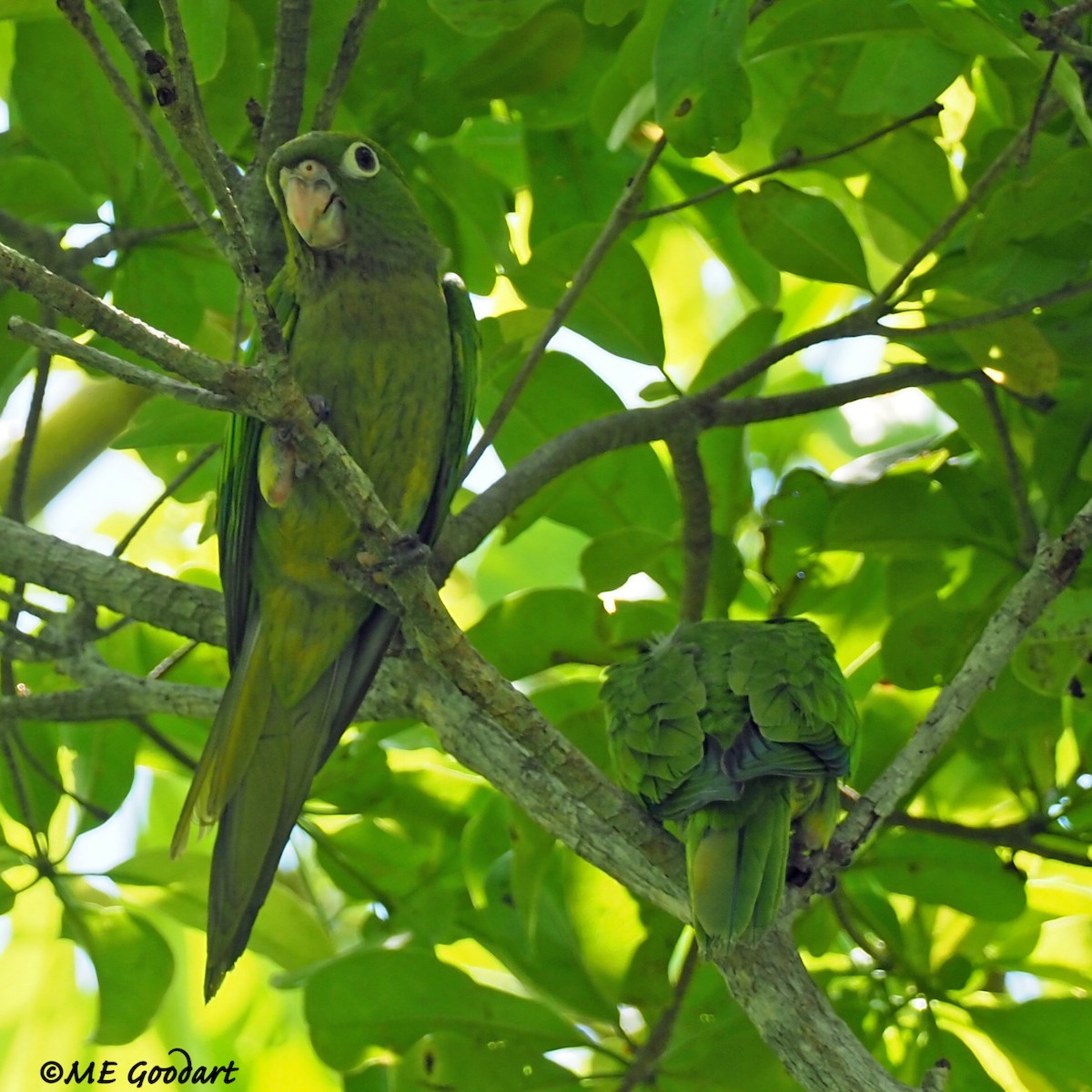 Olive-throated Parakeet - ML243522751