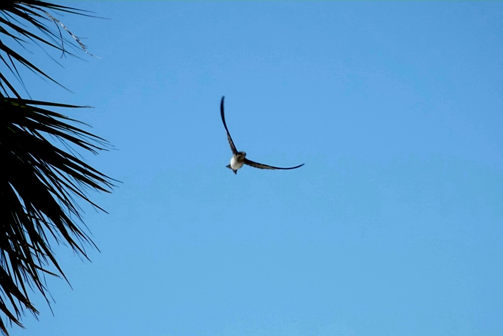 Purple Martin - ML243523011