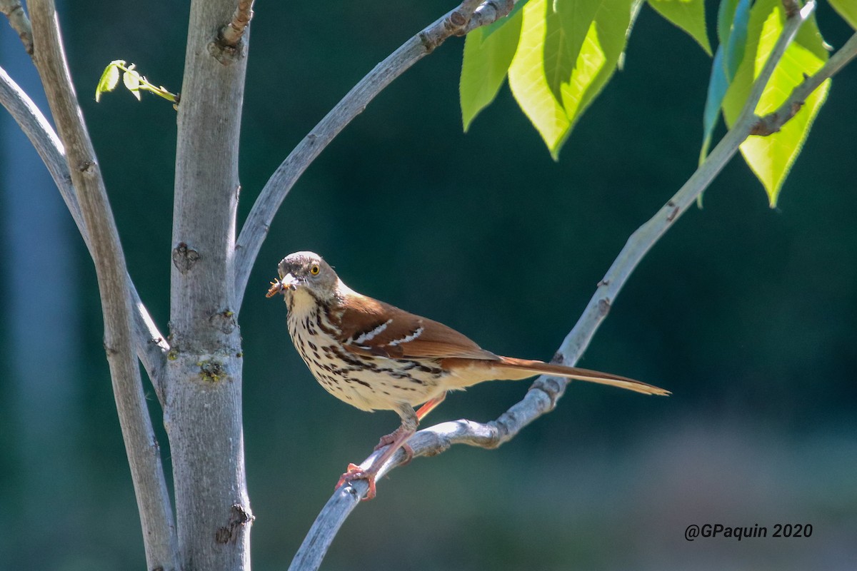 Brown Thrasher - ML243523081