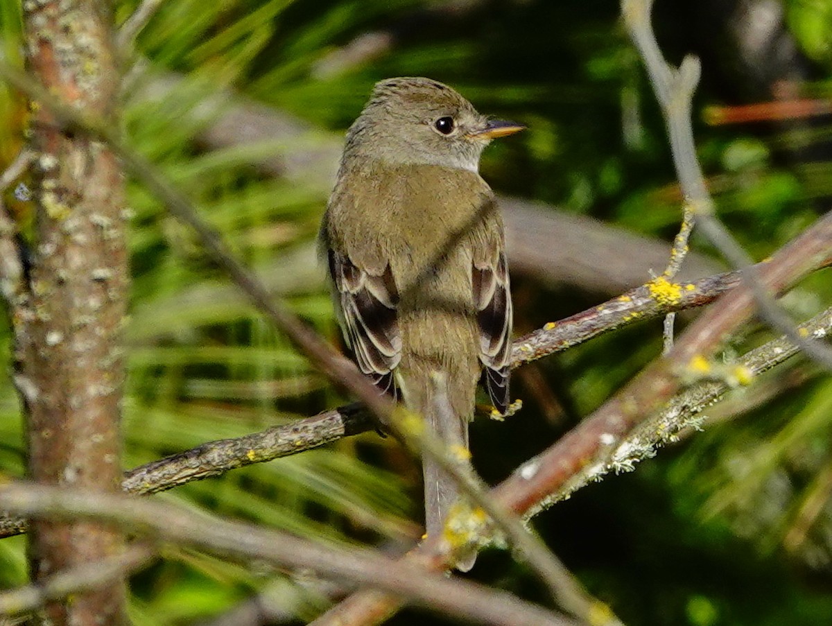 Willow Flycatcher - ML243523131