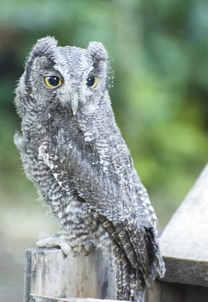 Tropical Screech-Owl - ML243523331