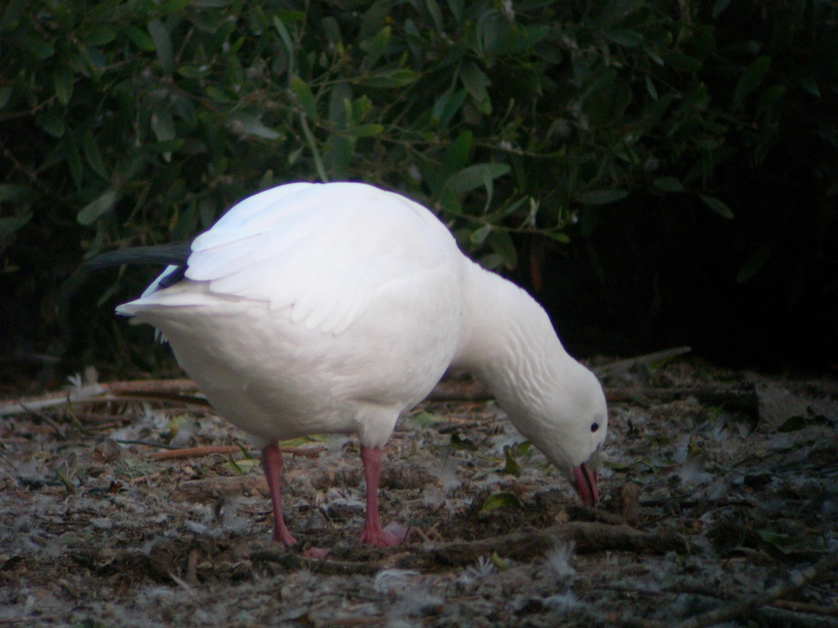 Ross's Goose - ML243523551