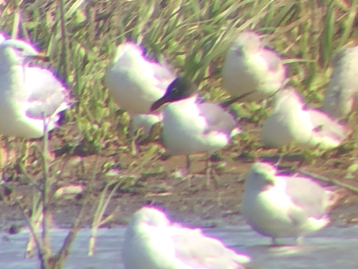 Laughing Gull - ML243523931