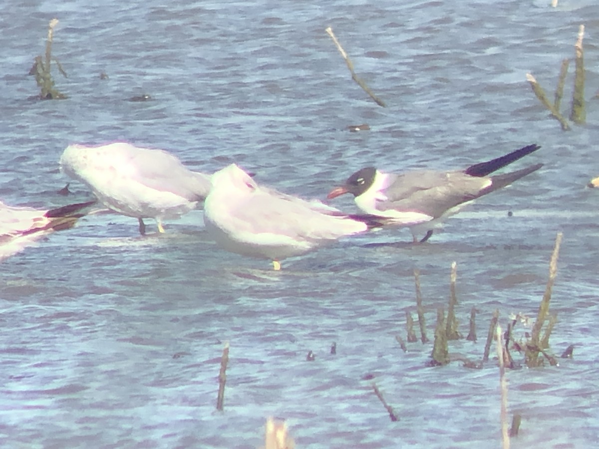 Laughing Gull - ML243523951