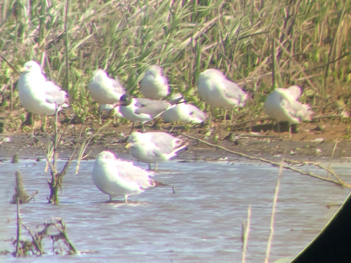 Laughing Gull - ML243523961