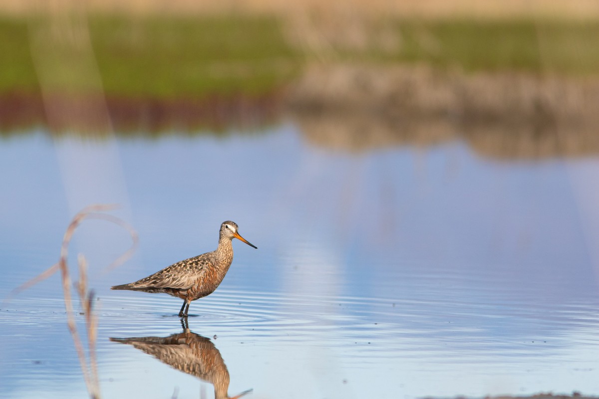 Hudsonian Godwit - ML243524671