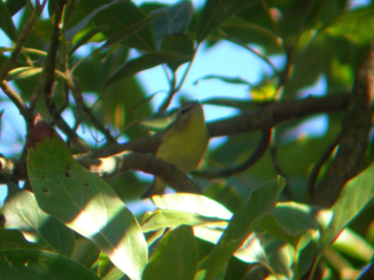 Philadelphia Vireo - ML243524791