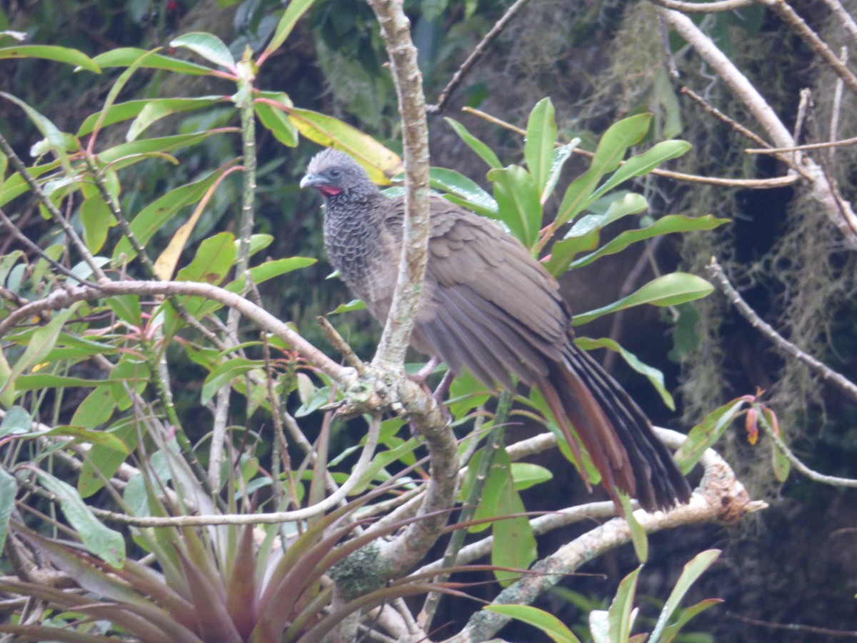 Colombian Chachalaca - ML243526461