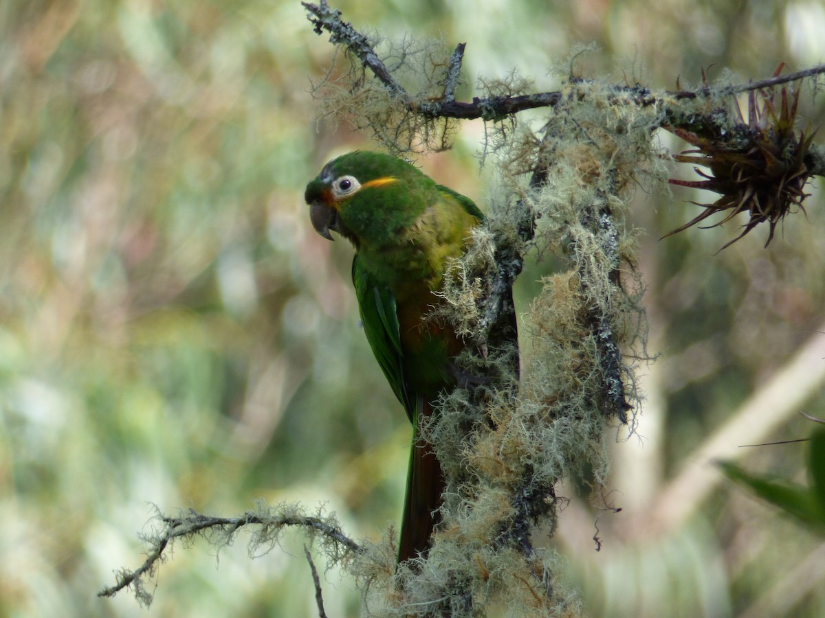 Golden-plumed Parakeet - ML243526551