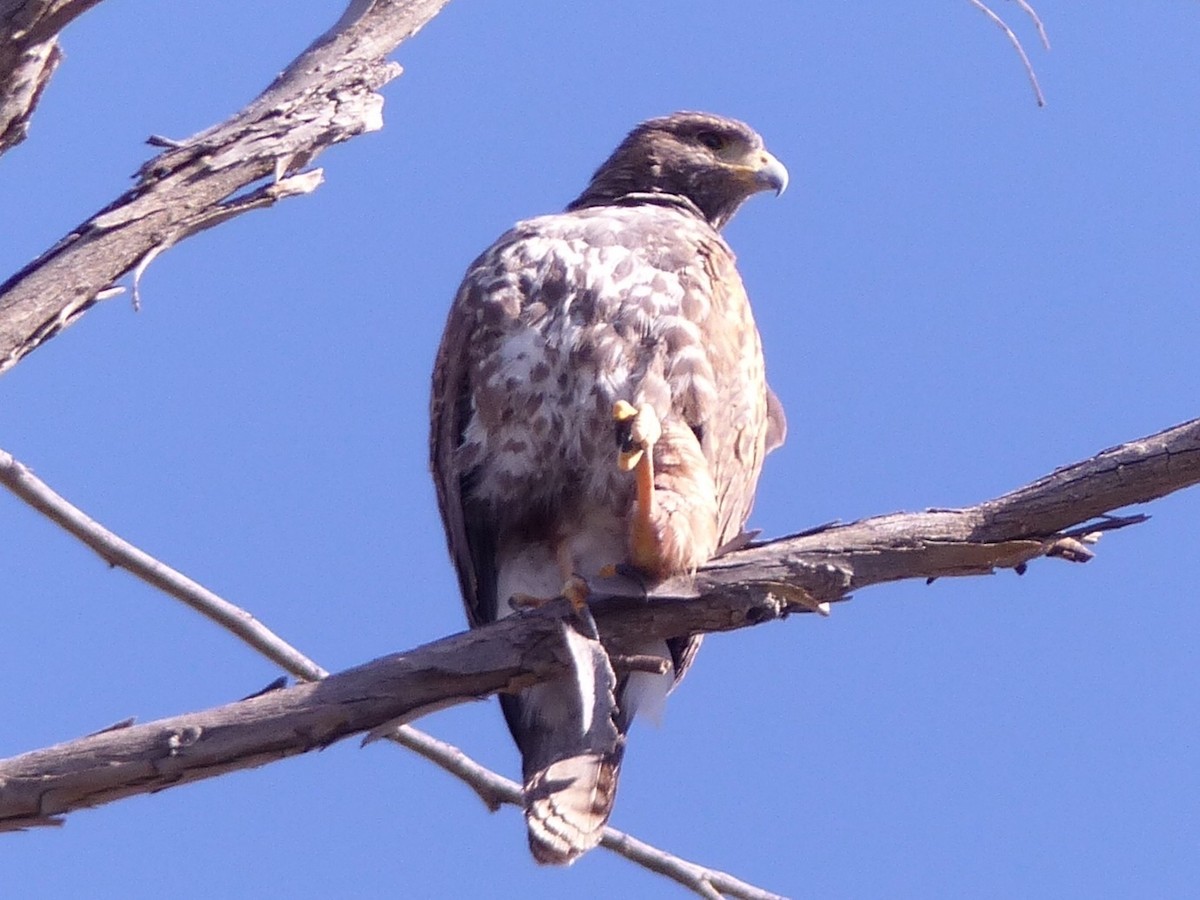 Red-tailed Hawk - Susan Voelker