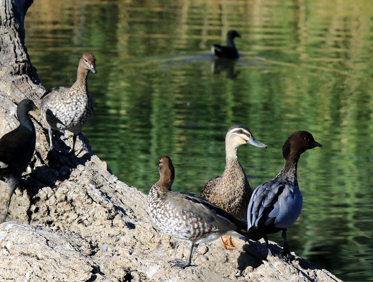Maned Duck - ML243527991