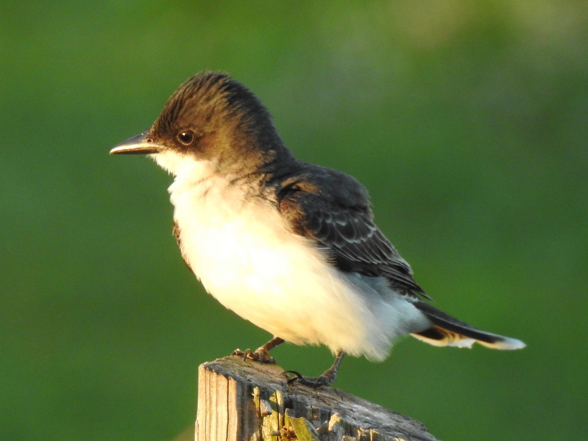 Eastern Kingbird - Subodh Ghonge