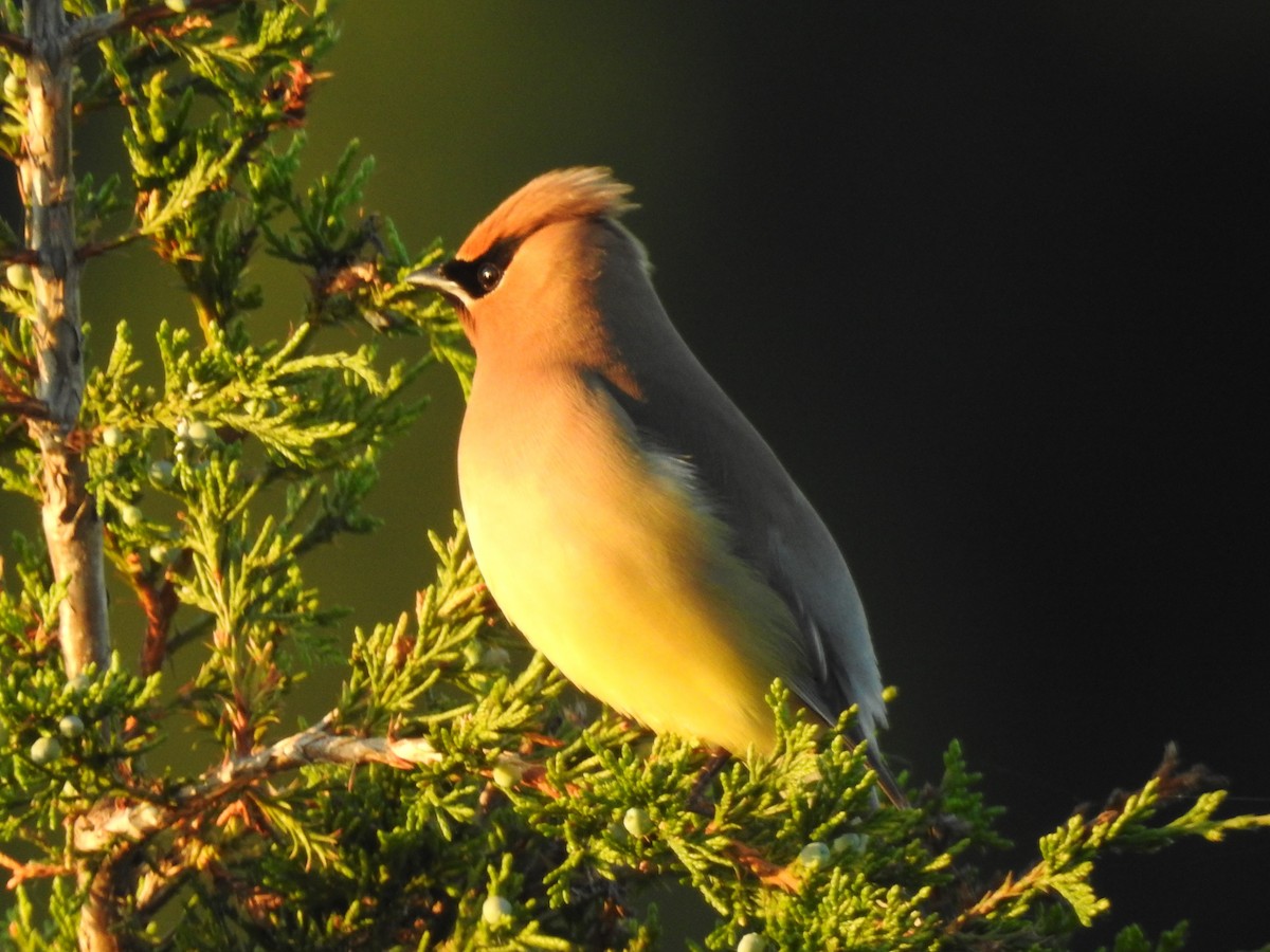 Cedar Waxwing - ML243528391