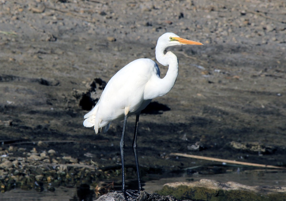 Great Egret (modesta) - ML243529111