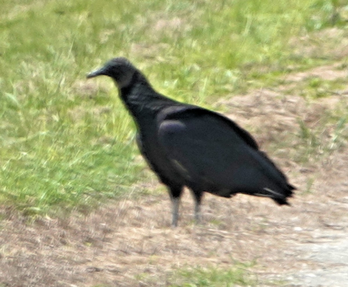 Black Vulture - ML243529121