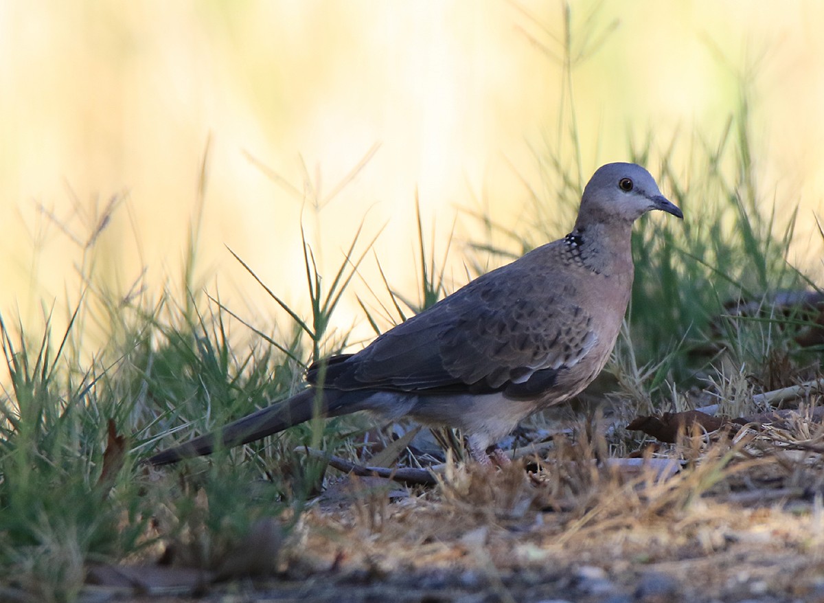 Spotted Dove - ML243529911