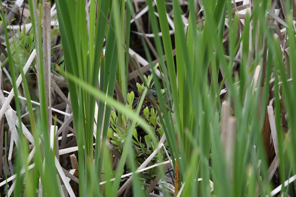 Virginia Rail - ML243530081