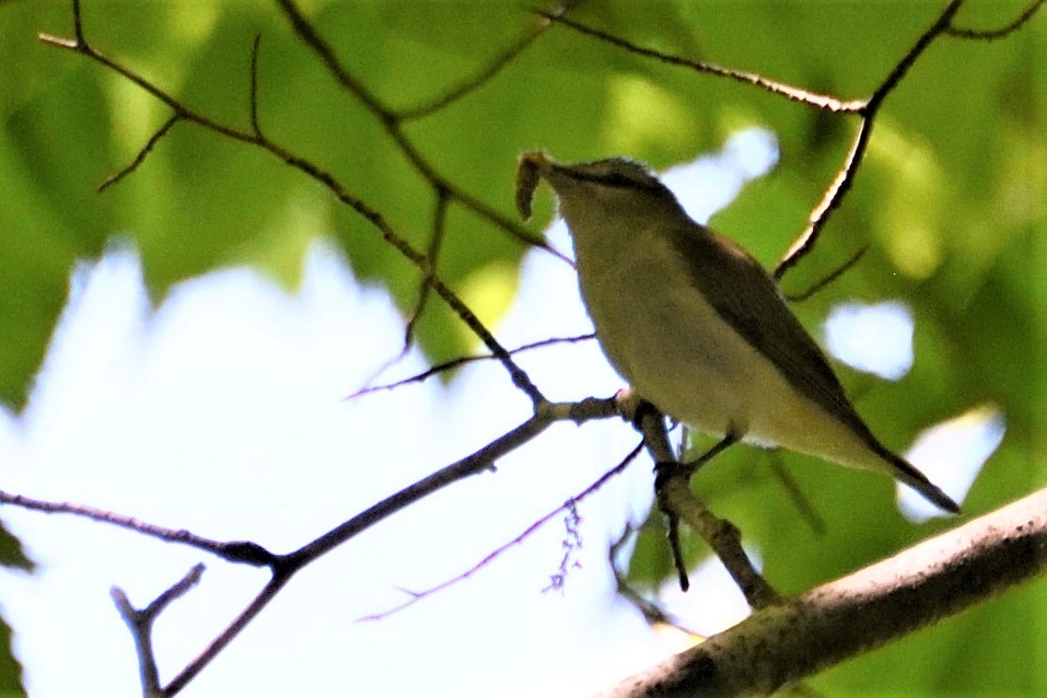 Red-eyed Vireo - FELIX-MARIE AFFA'A