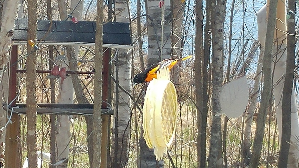 Baltimore Oriole - ML243531051