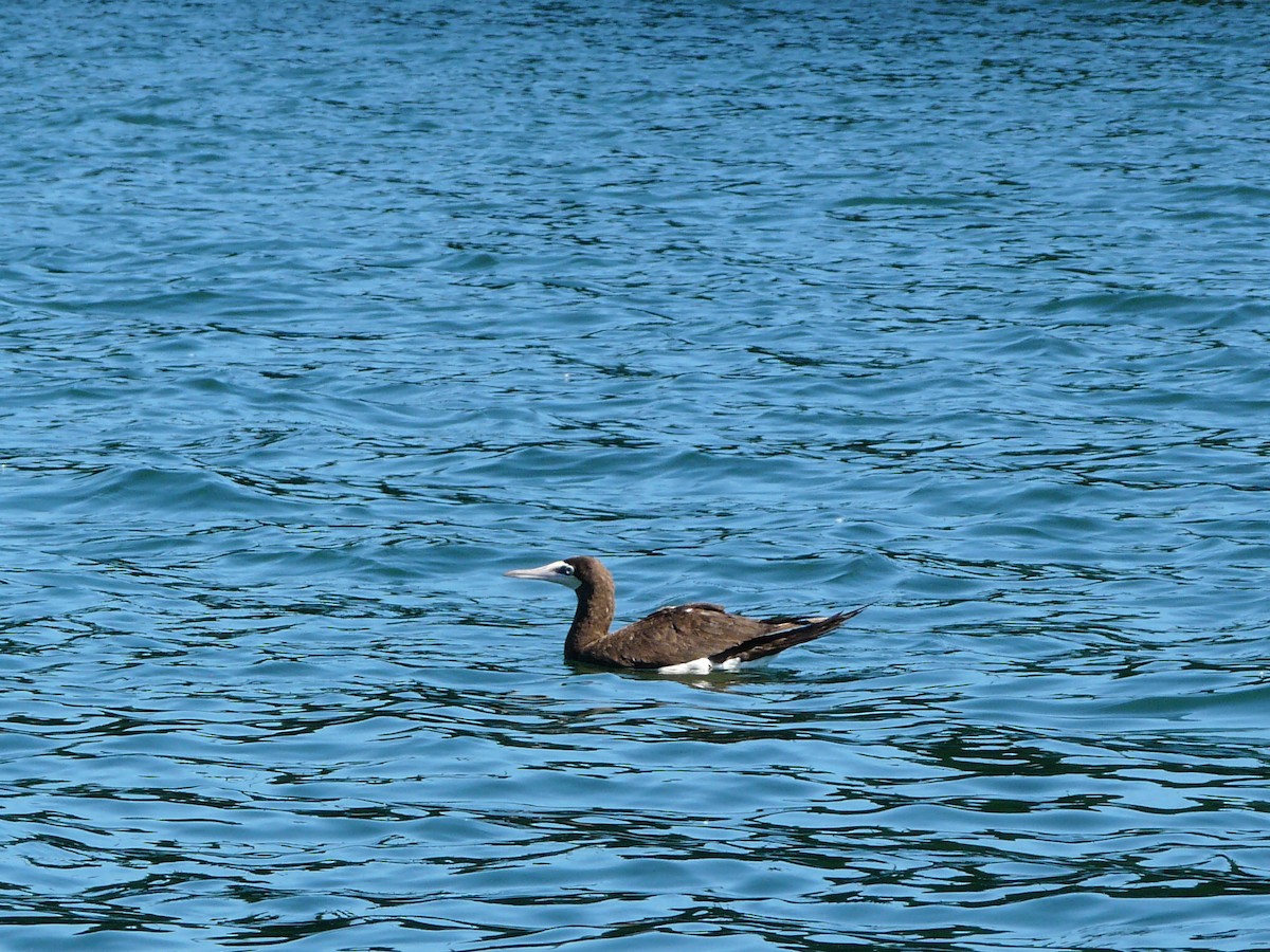 Brown Booby - ML243531651