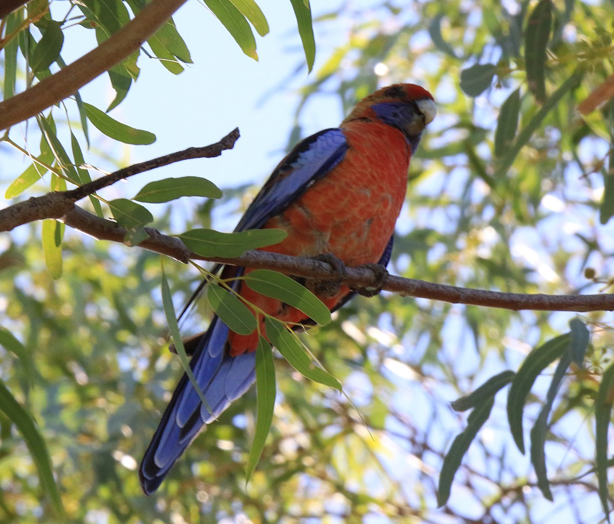 Crimson Rosella (Adelaide) - ML243531671