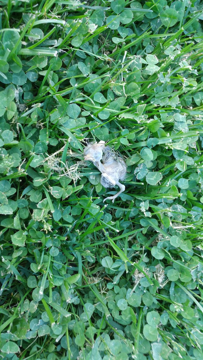 Eastern Phoebe - ML243532081