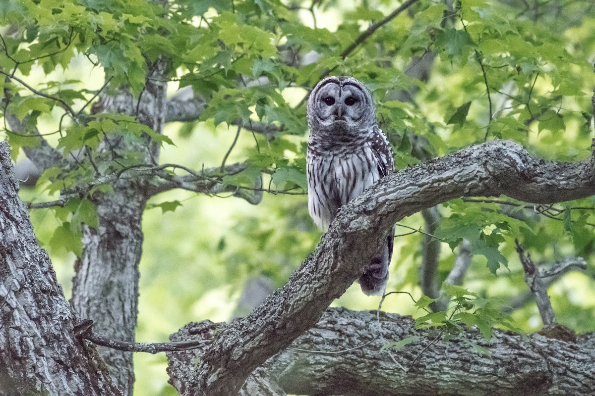 Barred Owl - ML243532141