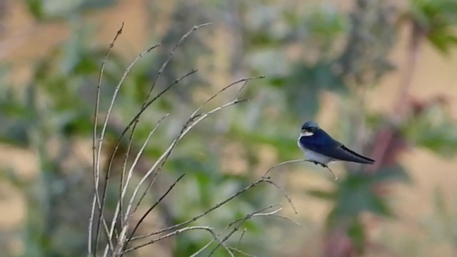 Hirondelle à gorge perlée - ML243532181