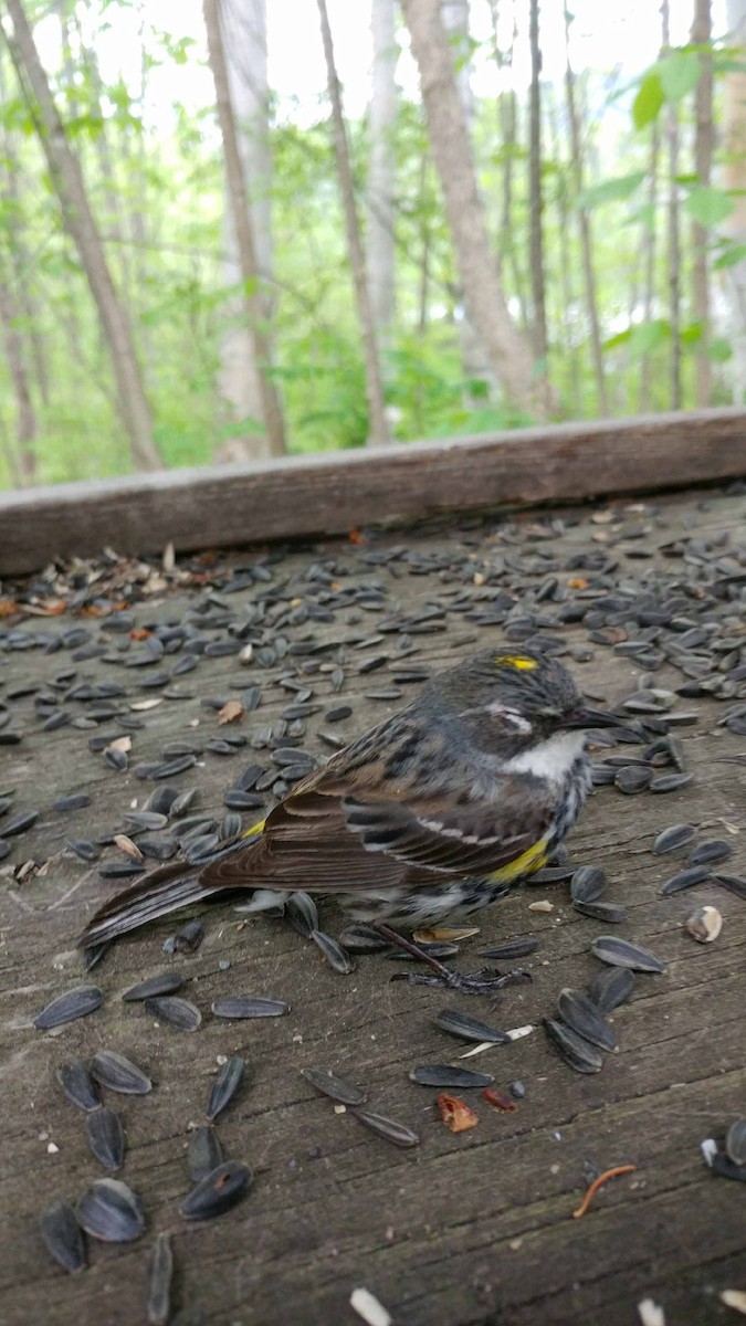Yellow-rumped Warbler - ML243532841