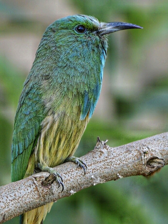 Blue-bearded Bee-eater - ML243533331