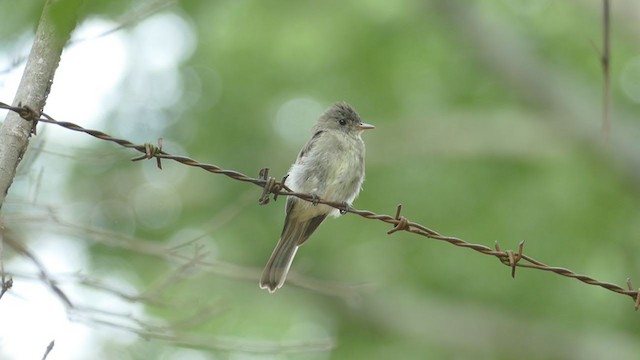 Waldschnäppertyrann - ML243533811